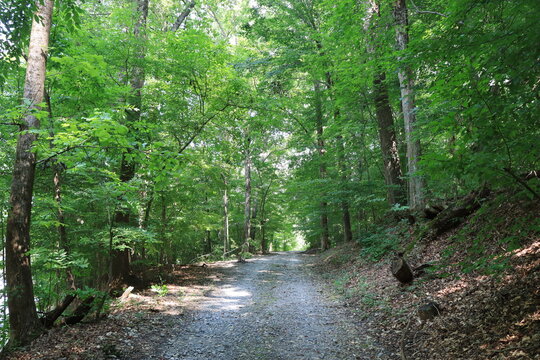 Menschenleerer Waldweg