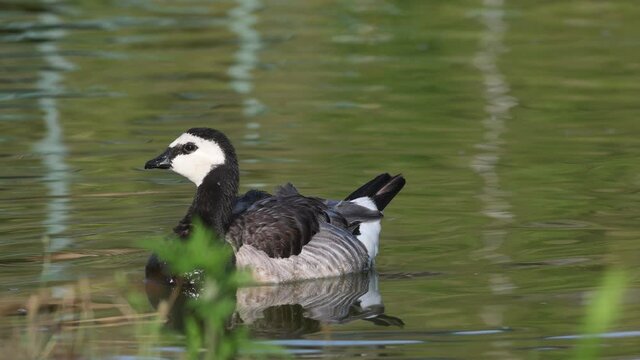 Canada Goose - Branta canadensis in the wild