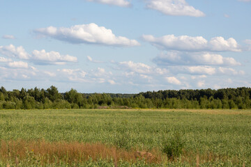 Obraz premium green grass field a forest on the horizon and a blue sky