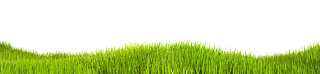 Isolated grass on a white background, 3d illustration. Grass texture for the background, 3d rendering. A green lawn or meadow