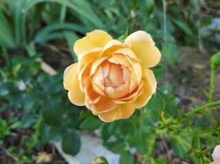 Yellow - orange rose bud on a bush