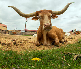 Longhorn at Fort Worth, Texas