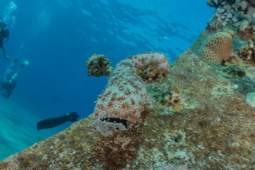 Sea cucumber in the Red Sea Colorful and beautiful, Eilat Israel
