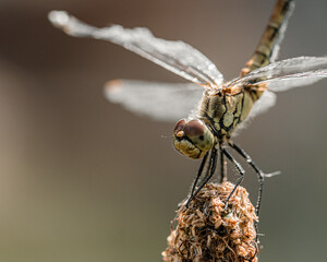 close up of a dragonfly
