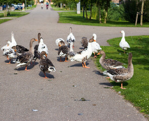 Obraz premium wild ganses on the road