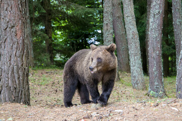 brown bear in the forest. Wild bear walks in the forest, Carpathians, Romania, Transfagarage.