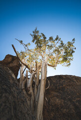 tree in the desert