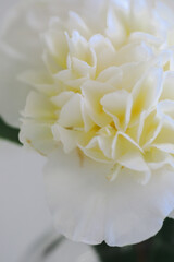 Close up image of delicate white camellia flower on plain white background