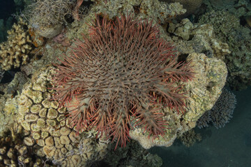  Coral reef and water plants in the Red Sea, Eilat Israel
