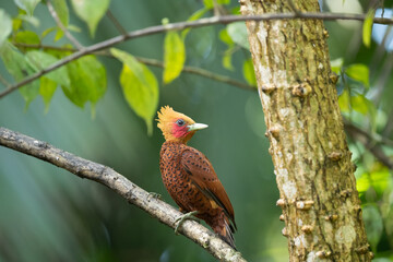 Chestnut-coloured Woodpecker, Celeus castaneus, brawn bird with red face from Costa Rica. Woodpecker with yellow crest and red face, sitting on the tree. Wildlife scene from nature