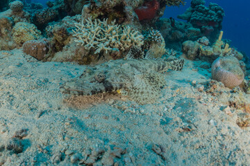  Fish swim in the Red Sea, colorful fish, Eilat Israel
