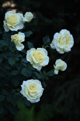 Shrub of pastel yellow roses.