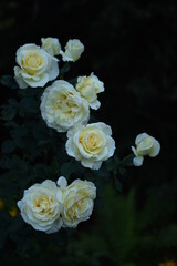 Shrub of pastel yellow roses.