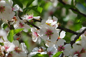 Cluster of almond blossoms in full bloom. Israel