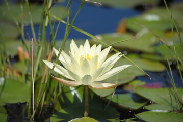 The water lily. The old pond is decorated with a colorful water lily.