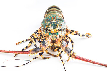 Fresh spiny lobster isolated on white background, Palinurus vulgaris