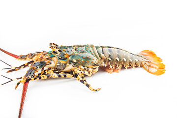 Fresh spiny lobster isolated on white background, Palinurus vulgaris