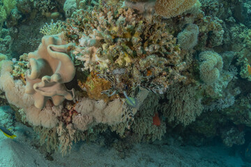 Coral reef and water plants in the Red Sea, Eilat Israel
