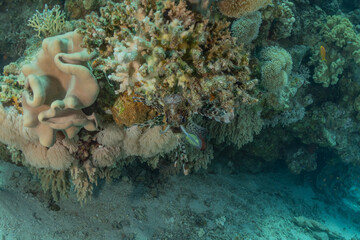 Coral reef and water plants in the Red Sea, Eilat Israel
