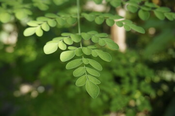 Fototapeta na wymiar Close up of green leaves background for herbal plant