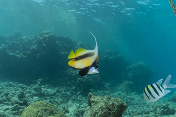 Naklejka na ściany i meble Fish swim in the Red Sea, colorful fish, Eilat Israel 