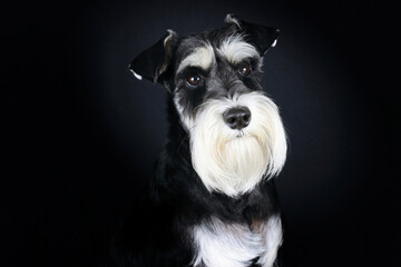 portrait of a black and white dog
