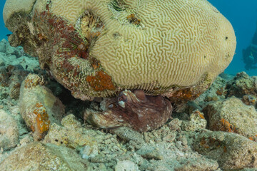 Coral reef and water plants in the Red Sea, Eilat Israel
