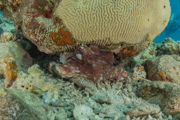 Coral reef and water plants in the Red Sea, Eilat Israel

