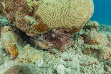 Coral reef and water plants in the Red Sea, Eilat Israel
