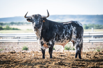 toro con pelaje bonito