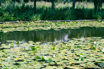 water lily in the pond