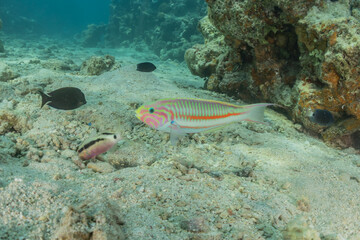  Fish swim in the Red Sea, colorful fish, Eilat Israel
