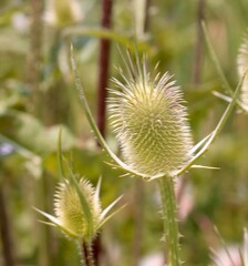 A close view of the green thistle weed in the field.