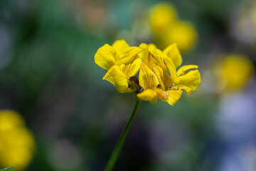 Fototapeta premium Lotus corniculatus flower growing in the field, close up