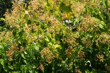 Tahongai, guest tree (Kleinhovia hospita), known as Timoho (Java, Indonesia)  leaves and seeds