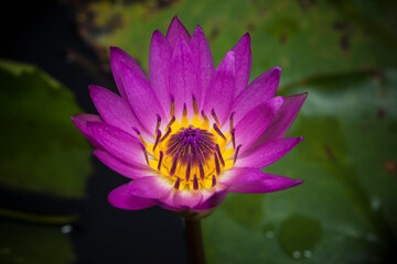 Beautiful lotus flower or waterlily.