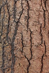 Pine bark background
