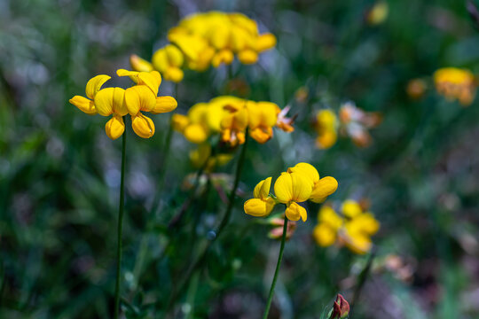 Lotus corniculatus flower in the field, close up shoot