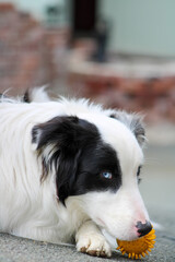 border collie australian shepard