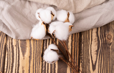 One branch of cotton deadwood on a white isolated background for design. Top view with copy space