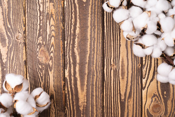 Cotton branches on the wooden background. Flat lay, top view,