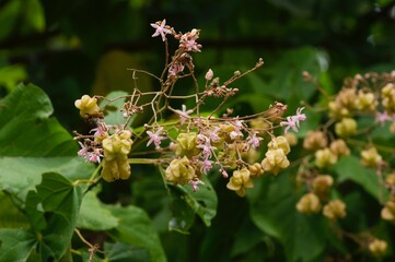Tahongai, guest tree (Kleinhovia hospita), known as Timoho (Java, Indonesia)  green leaves and seeds