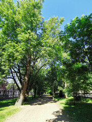 An alley with benches in the Catherine Park in the city of Kronstadt against the background of a blue cloudless sky.