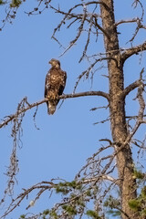 young eagle sitting on old bare tree