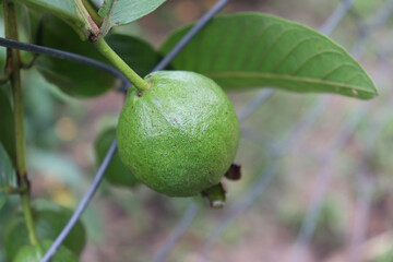 guava firm closeup for harvest