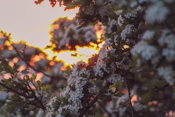 autumn in the forest