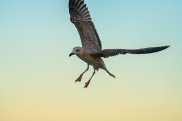 Big seagull flying at sand coast of the sea at the clear summer evening, wild nature birds