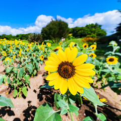 ひまわり　向日葵　【 夏 の イメージ 】