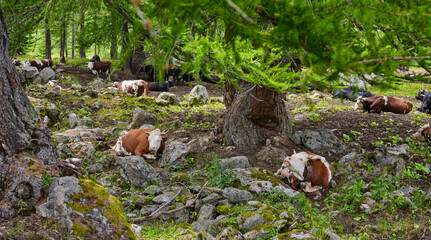 Cows resting and sheltering from the heat of summer in a mountain forest
