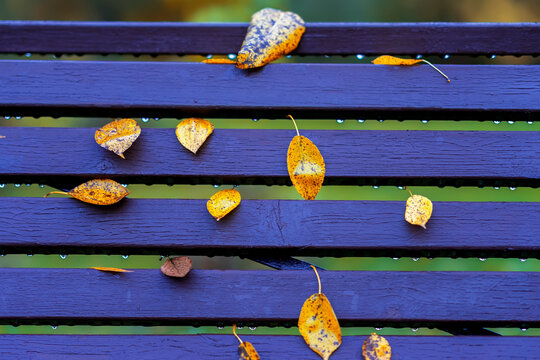 Bright park bench with leaves close-up and raindrops, like notes on typical five-line musical staff